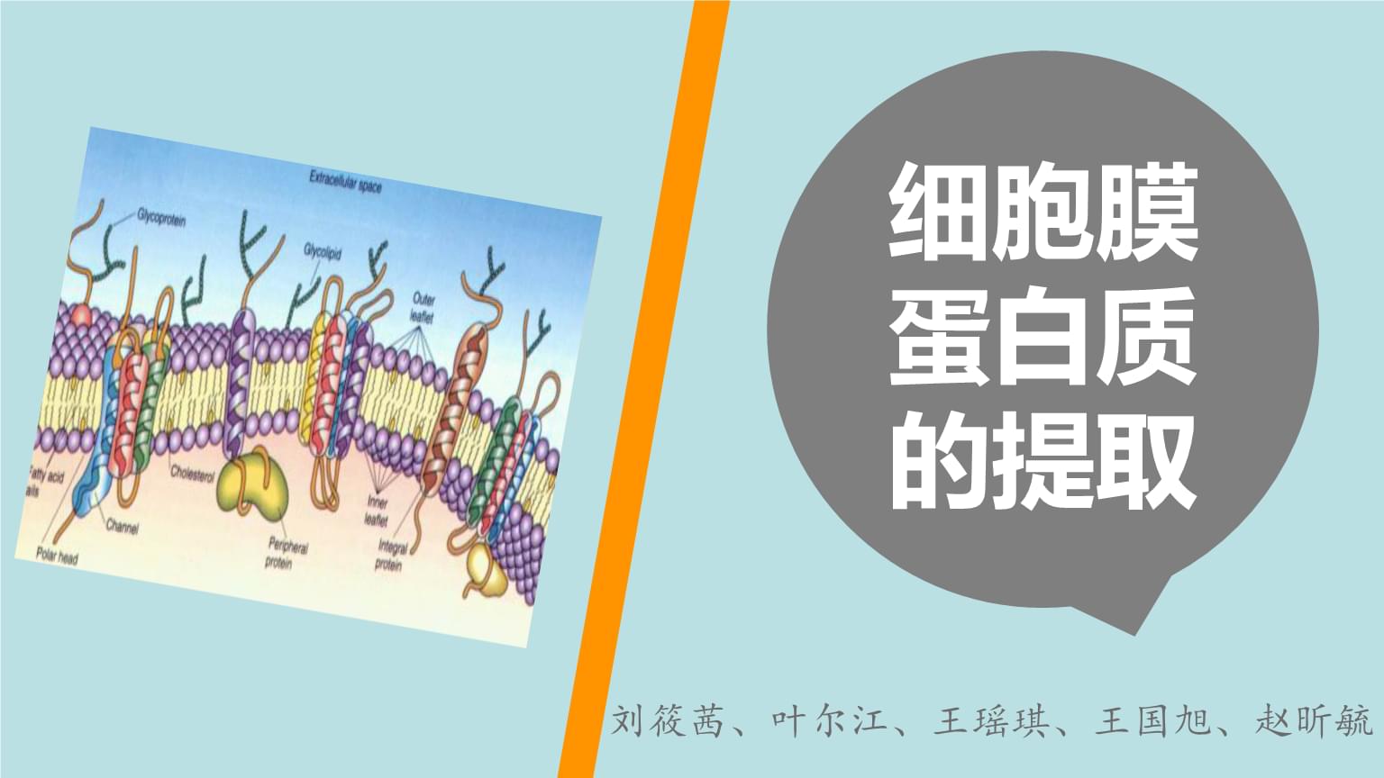 細(xì)胞膜通透性觀察分析_細(xì)胞膜的通透性檢測(cè)_細(xì)胞膜選擇性通透