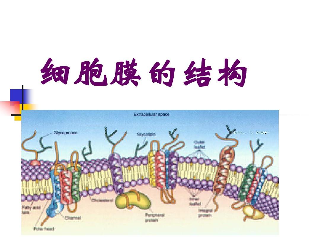 細胞膜結構模式圖名稱_細胞膜結構_細胞膜結構