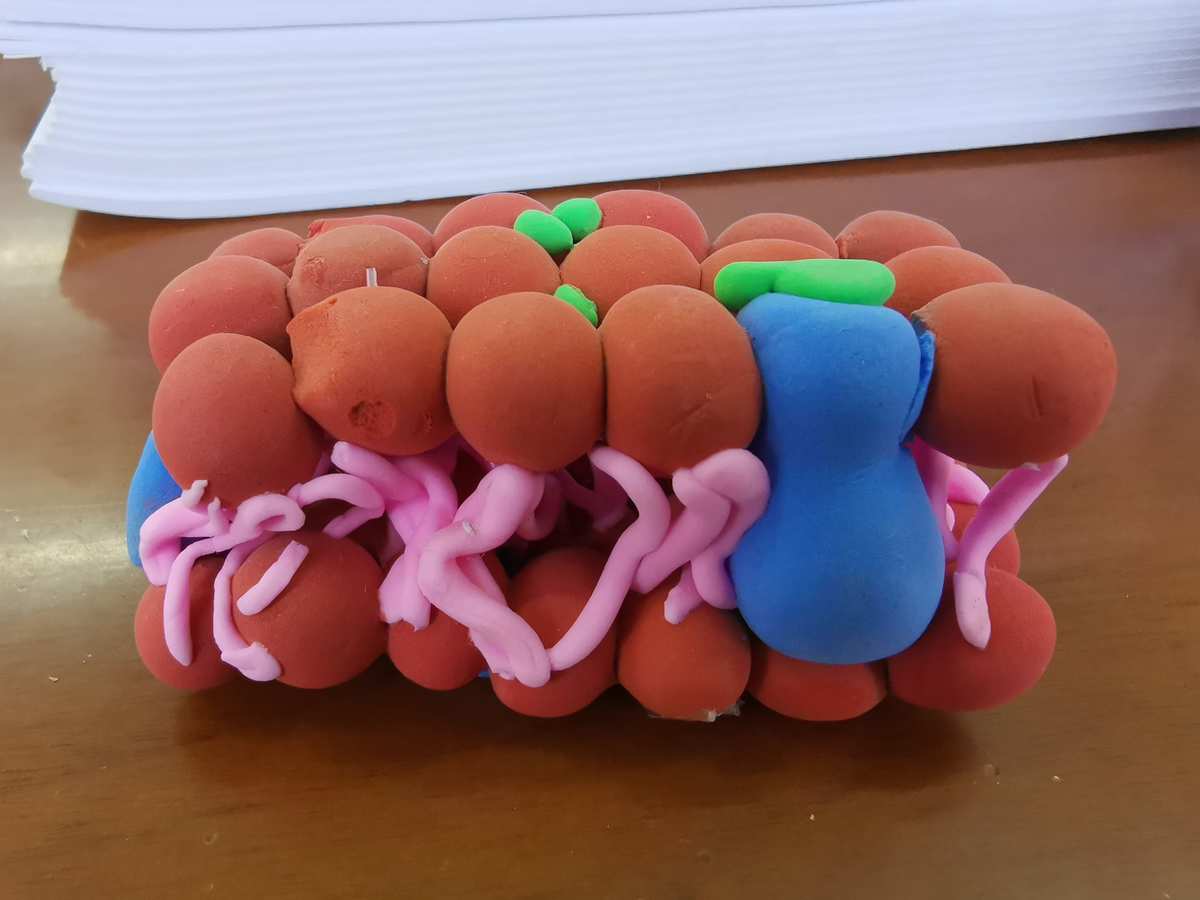 腎小球系膜細胞_ps手機鋼化膜膜怎么制作_細胞膜模型制作