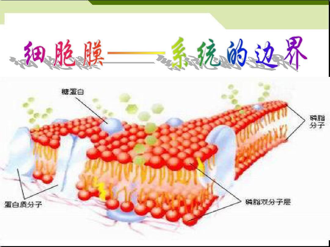 如何制作細胞膜模型_細胞膜模型手工_細胞膜模型制作