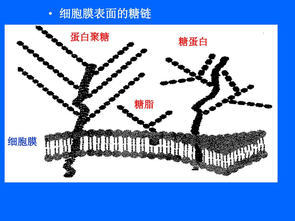 細胞膜蛋白的種類_細胞膜蛋白分為哪兩類_細胞膜蛋白