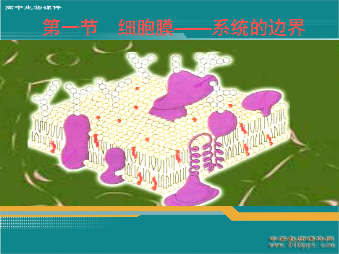 細胞膜流動性是指_細胞膜流動性定義_細胞膜流動性