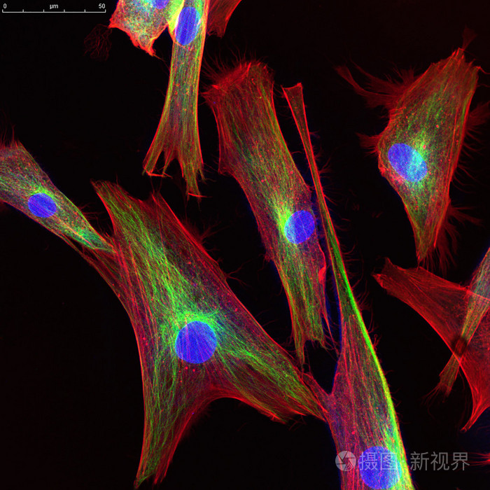 過氧化氫酶實驗高中生物視頻_高中生物酶的實驗視頻_氫酶怎么讀