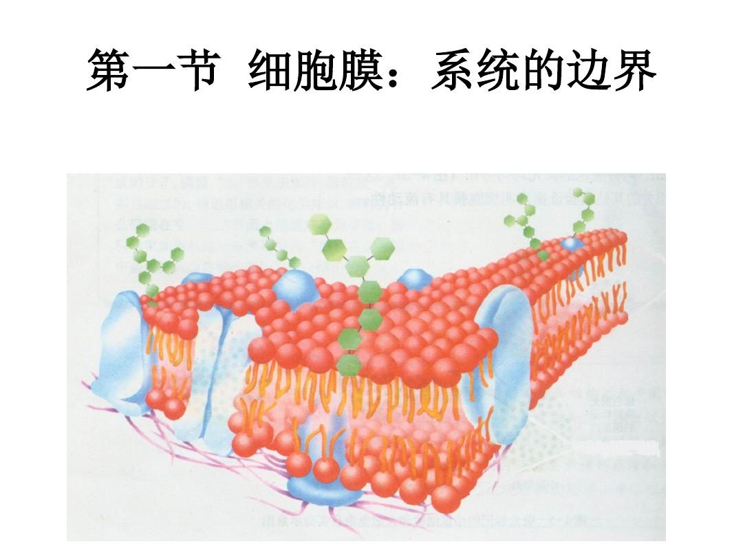 細胞膜系統的邊界教學內容分析_細胞膜 邊界的系統ppt_細胞膜系統的邊界教材分析