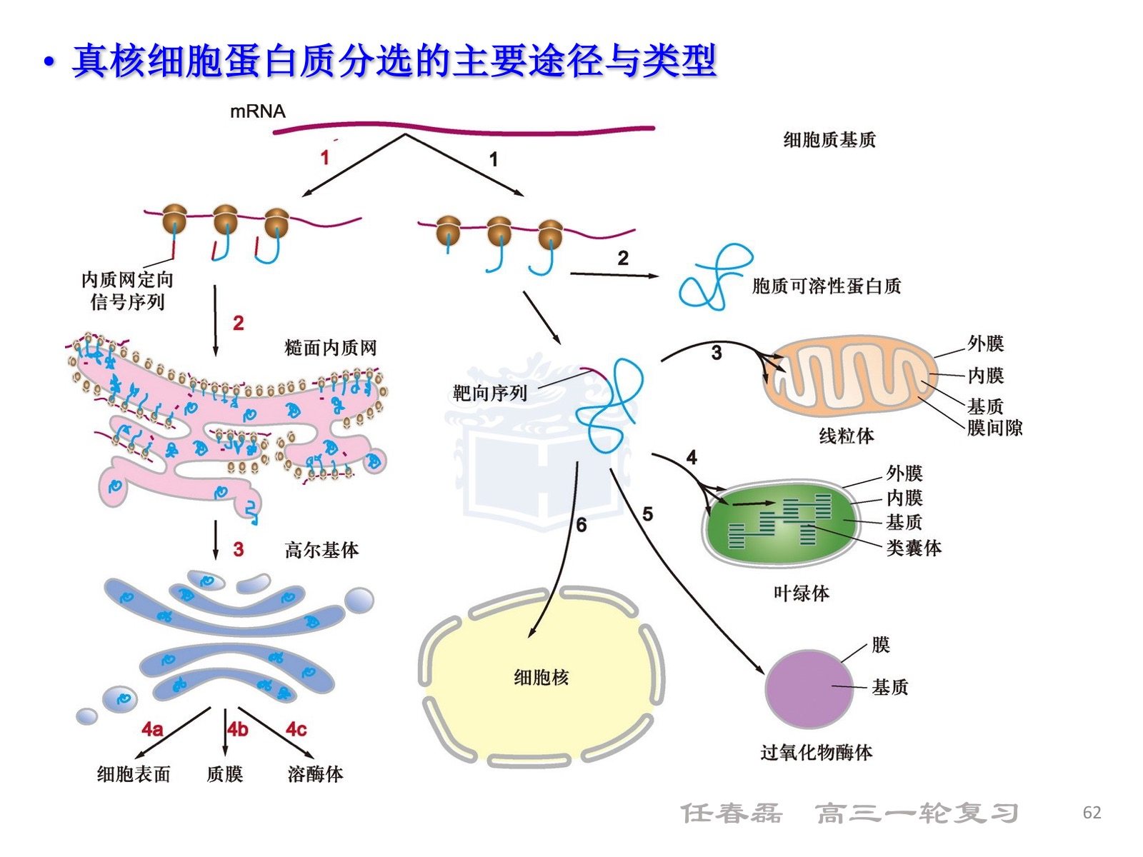 細(xì)胞膜 邊界的系統(tǒng)ppt_細(xì)胞膜 邊界的系統(tǒng)ppt_細(xì)胞膜 邊界的系統(tǒng)ppt