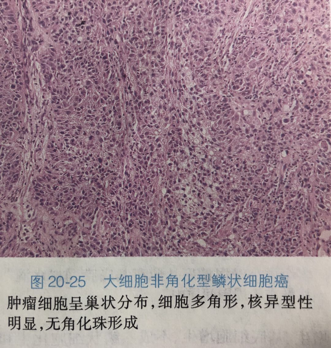 細胞膜 邊界的系統ppt_細胞膜系統的邊界ppt課件_系統的邊界細胞膜