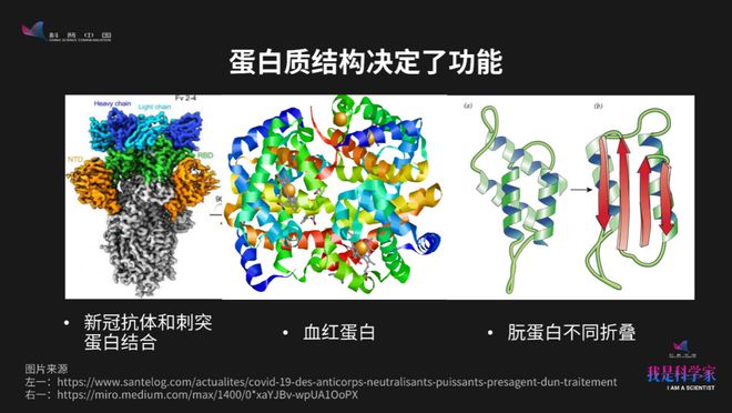 oct4蛋白亞細胞定位_宿主細胞蛋白檢測_細胞膜蛋白