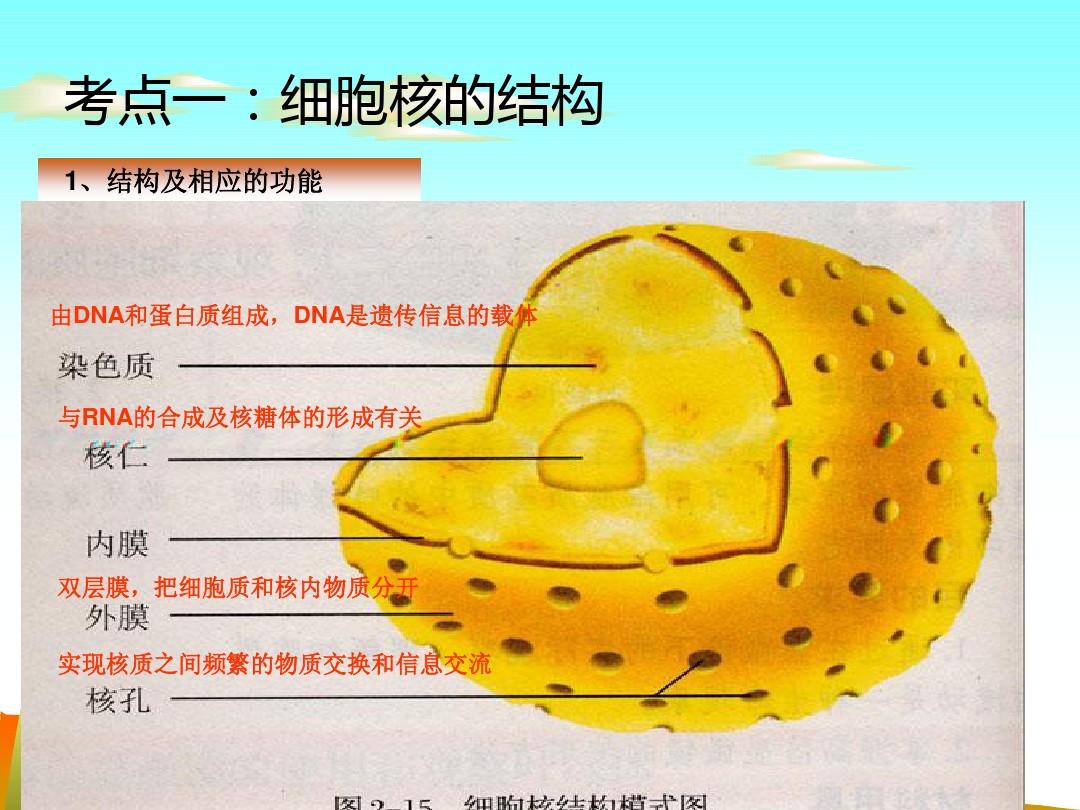 細(xì)胞膜通道蛋白及其功能_細(xì)胞膜通道_細(xì)胞膜通道的三種狀態(tài)