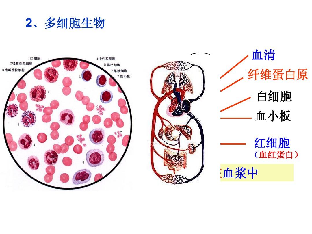 細(xì)胞膜通道的三種狀態(tài)_細(xì)胞膜通道蛋白及其功能_細(xì)胞膜通道