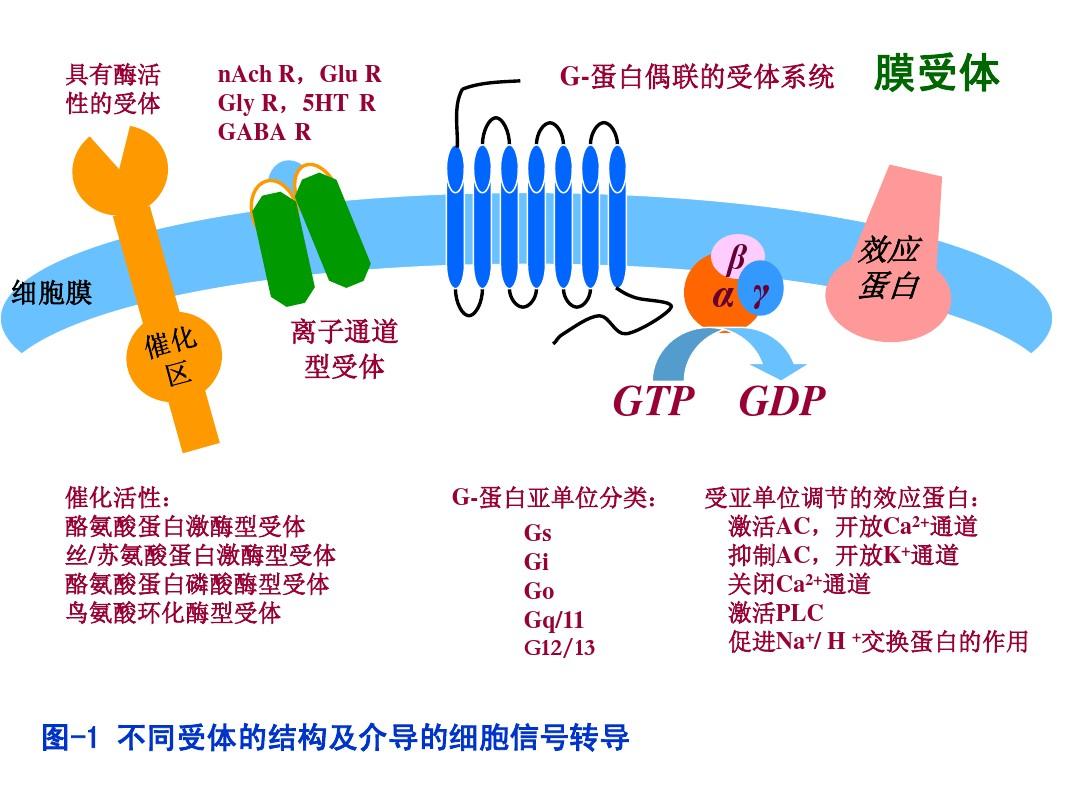 細胞膜受體的三種類型_細胞膜受體_細胞膜受體是