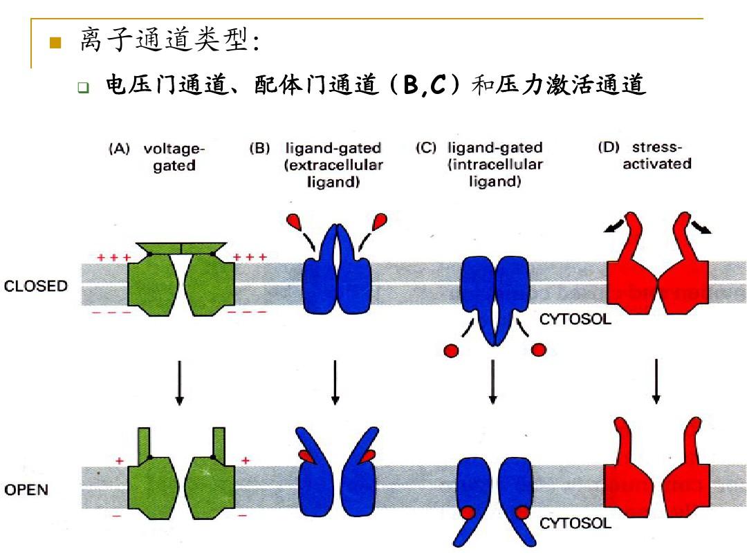 細胞膜片鉗設備_細胞膜片_什么是細胞膜片