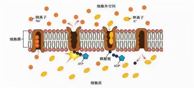 細胞膜是單層膜還是雙層膜_細胞膜是單層膜還是雙層膜_細胞膜是單層膜還是雙層膜
