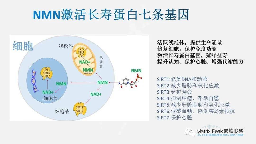 細胞膜水通道_細胞膜通道的三種狀態(tài)_細胞膜水通道蛋白