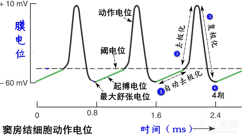 細(xì)胞膜電位減小稱為_細(xì)胞膜內(nèi)負(fù)電位向減小的方向變化稱為_膜內(nèi)負(fù)電位減小稱為