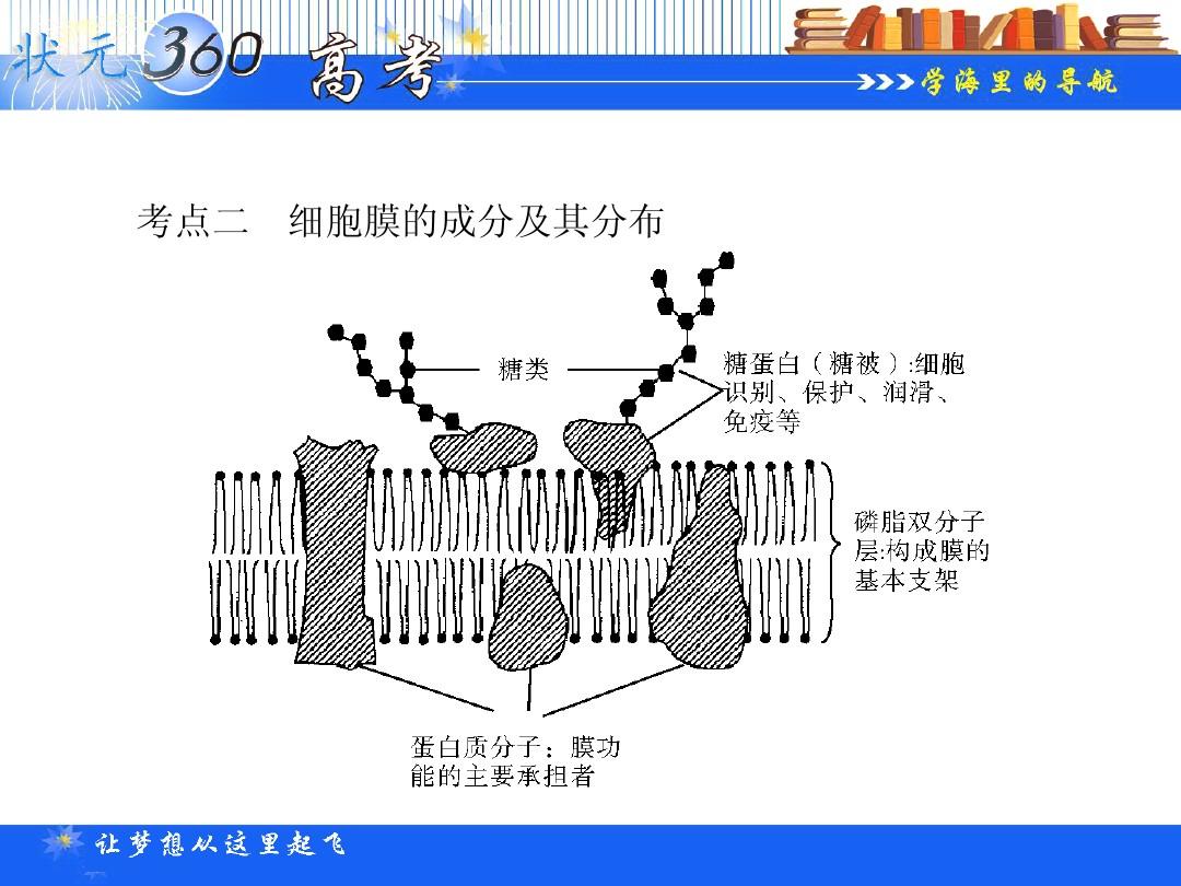 細胞膜 邊界的系統ppt_細胞膜系統的邊界教材分析_細胞膜系統的邊界課堂導入