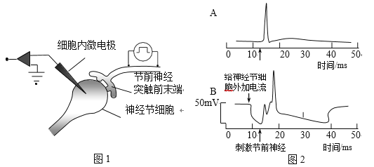 什么是細胞膜片_細胞膜片_細胞膜片鉗