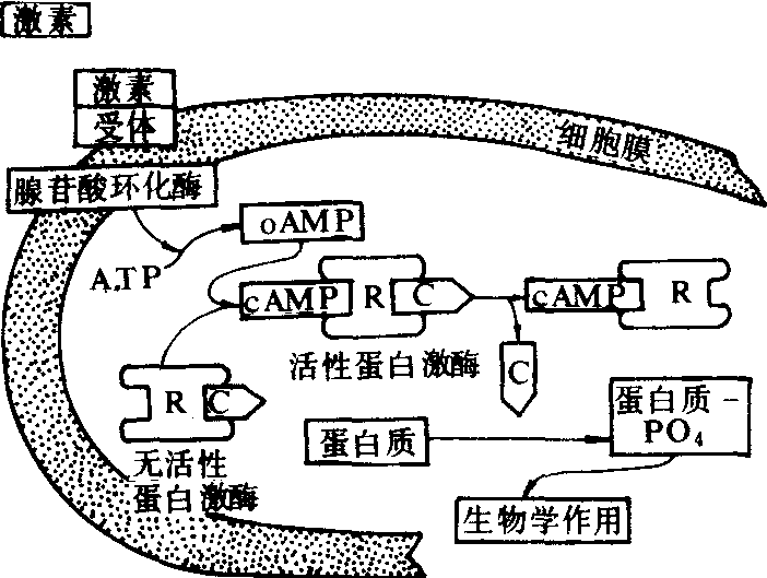 細胞膜受體是_細胞膜受體的作用機制_細胞膜受體