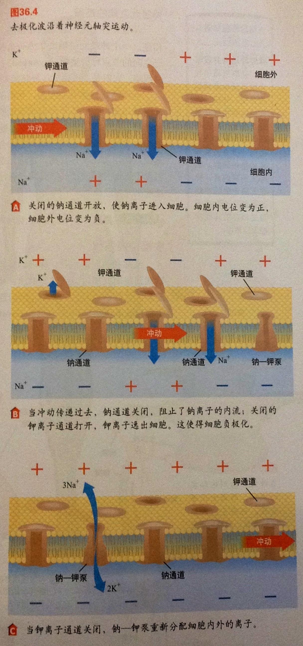 細胞膜離子通透性_細胞膜離子通道_細胞膜離子通道的特征