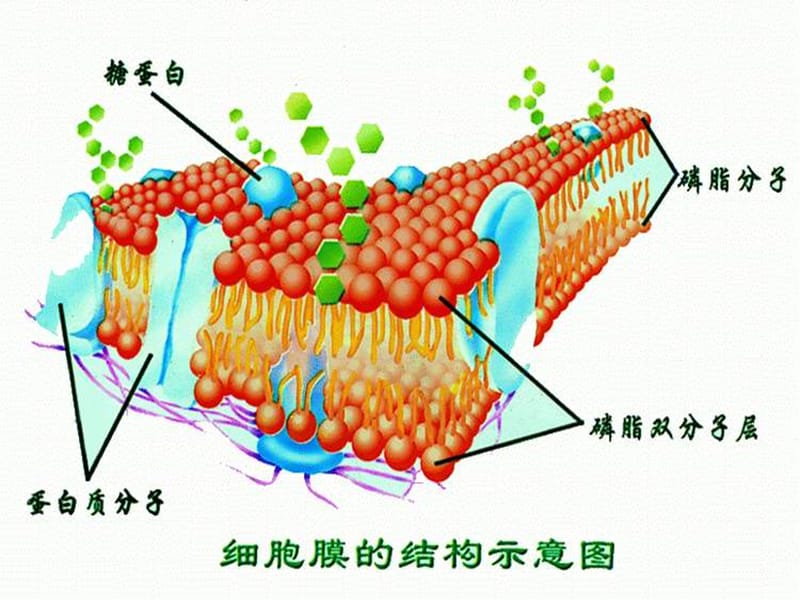 細胞膜水通道的原理_細胞膜水通道_細胞膜水通道蛋白
