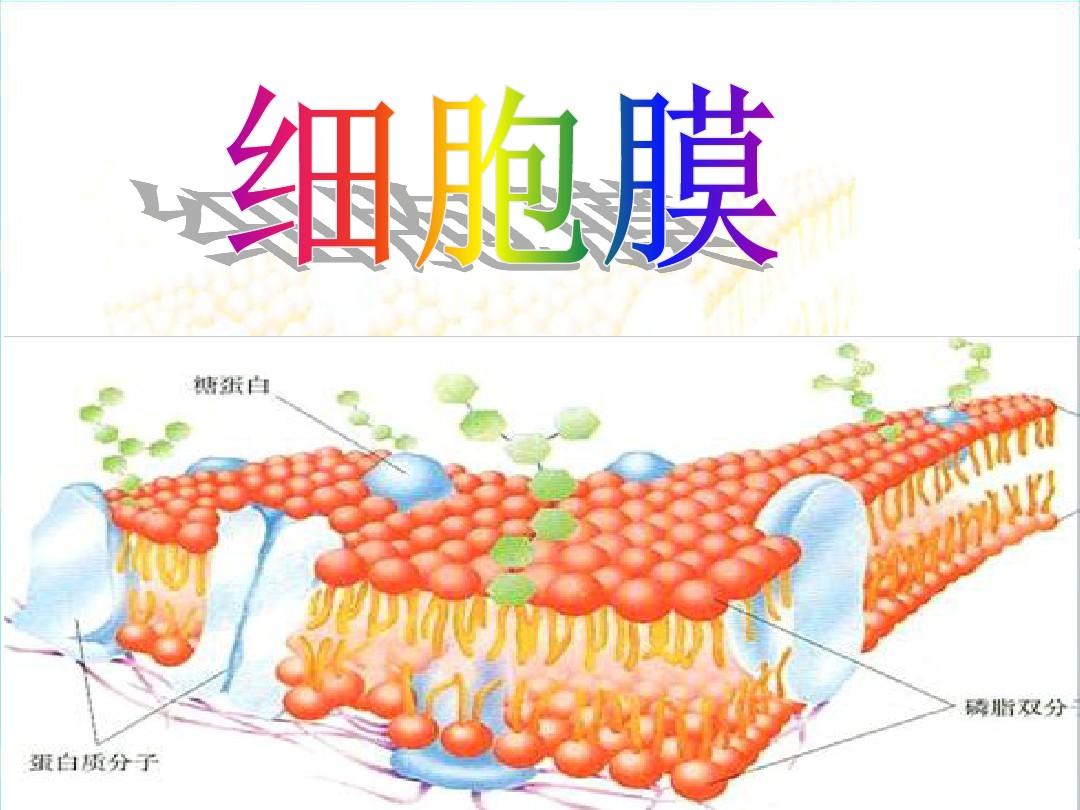 細胞膜系統的邊界教材分析_細胞膜系統的邊界教學內容分析_細胞膜——系統的邊界ppt