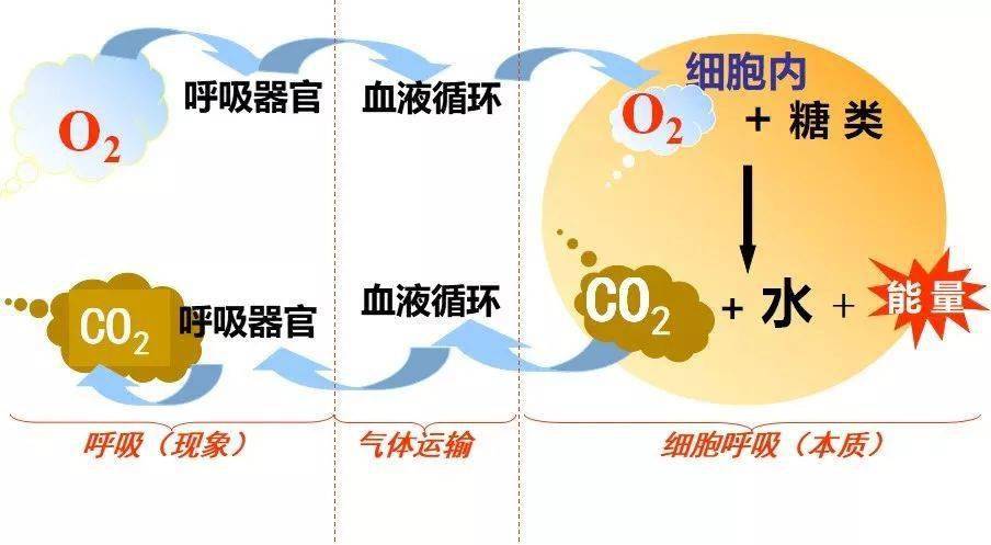細胞膜損傷_細胞膜受損得什么病_細胞膜受損的原因