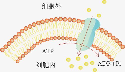 細(xì)胞膜水性通道_細(xì)胞膜水通道蛋白_細(xì)胞膜水通道