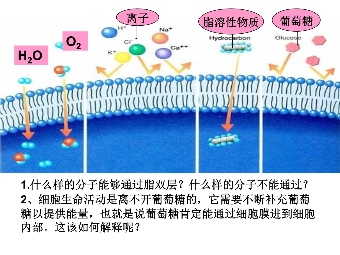 流動鑲嵌模型是細胞膜嗎_細胞膜的流動鑲嵌模型制作_細胞膜的流動鑲嵌模型