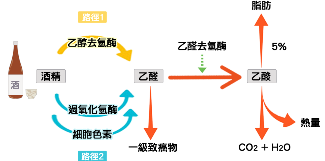 乙醇催化氧化實(shí)驗(yàn)報(bào)告_乙醇的催化氧化實(shí)驗(yàn)視頻_催化氧化反應(yīng)乙醇