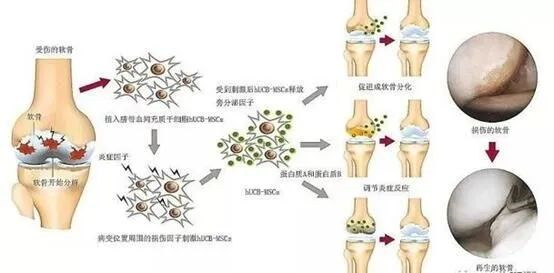 離子通道鈉鉀泵_鉀離子鈉離子通道阻斷劑_鈉離子鉀離子通道阻滯劑