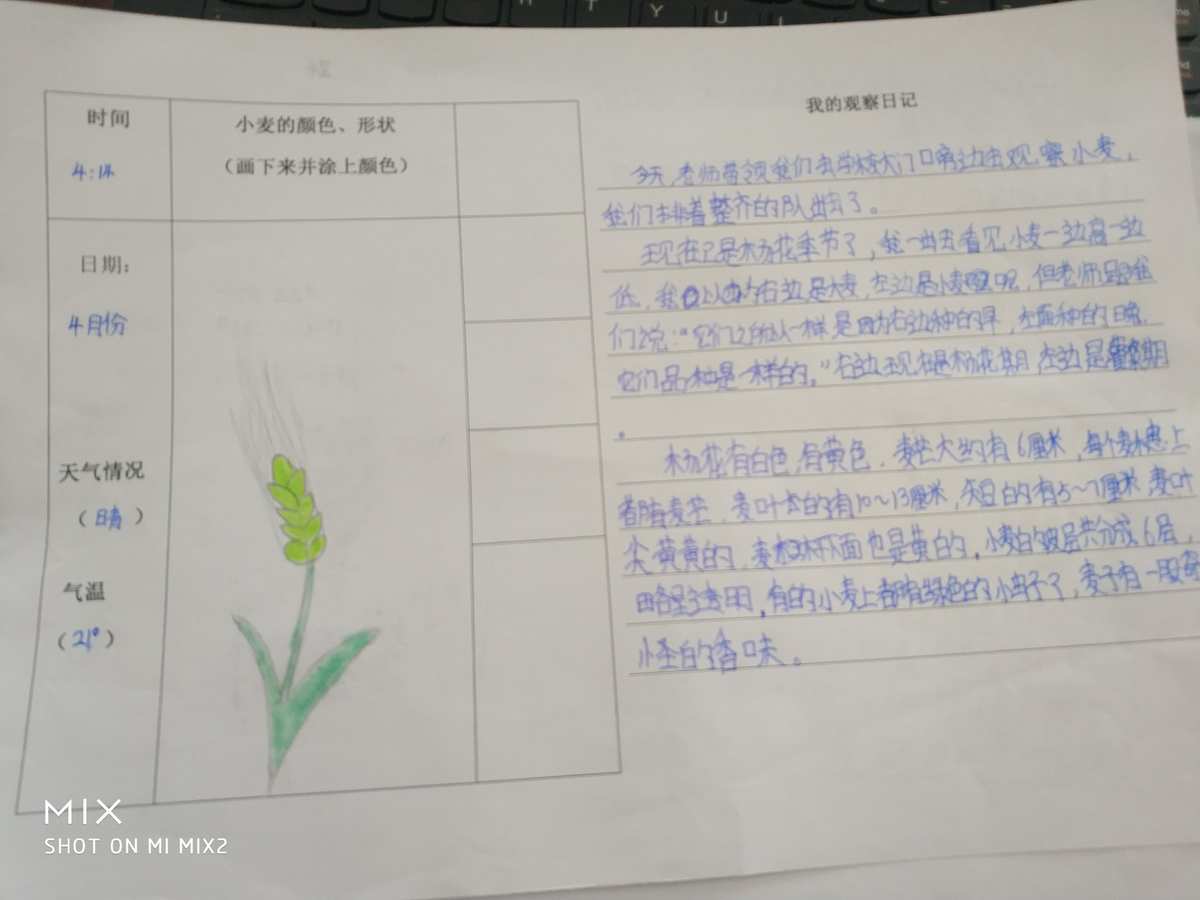 種子的實(shí)驗(yàn)視頻_實(shí)驗(yàn)觀察種子的結(jié)構(gòu)視頻_觀察種子的結(jié)構(gòu)實(shí)驗(yàn)視頻