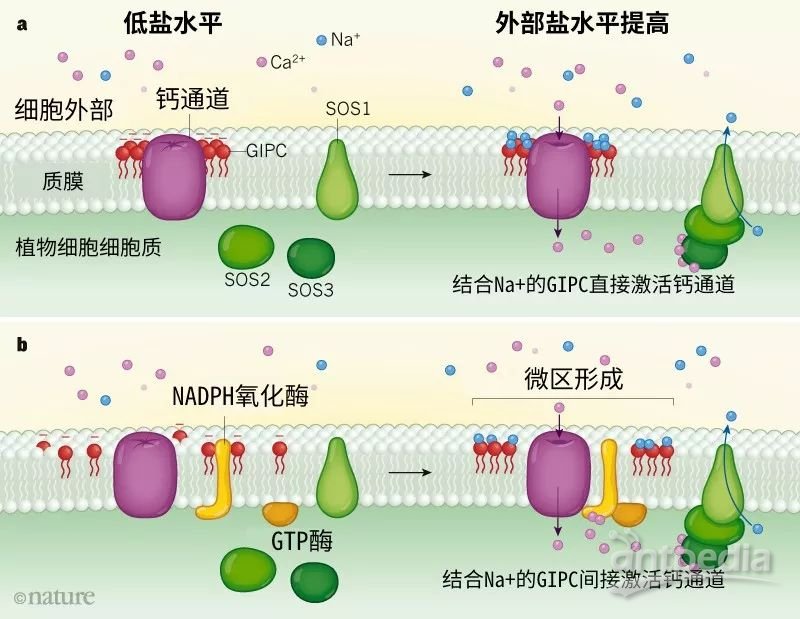 細胞膜通透性特點_細胞膜通透性增高_細胞膜透性