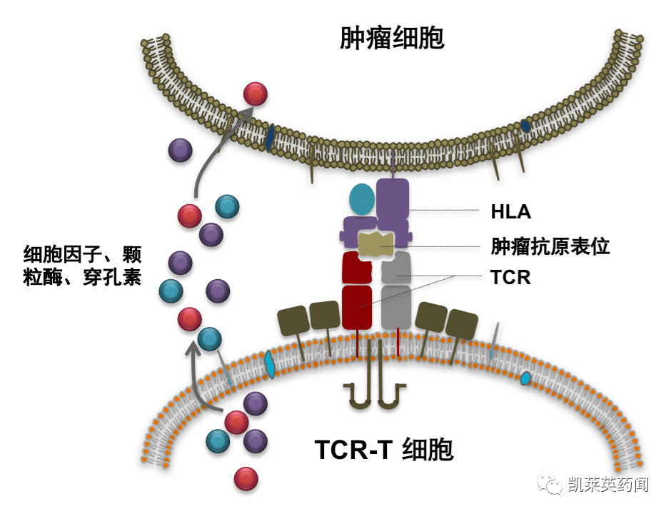 細胞膜抗原分化檢測結(jié)果分析_細胞膜抗原分化檢測是查什么_細胞膜抗原