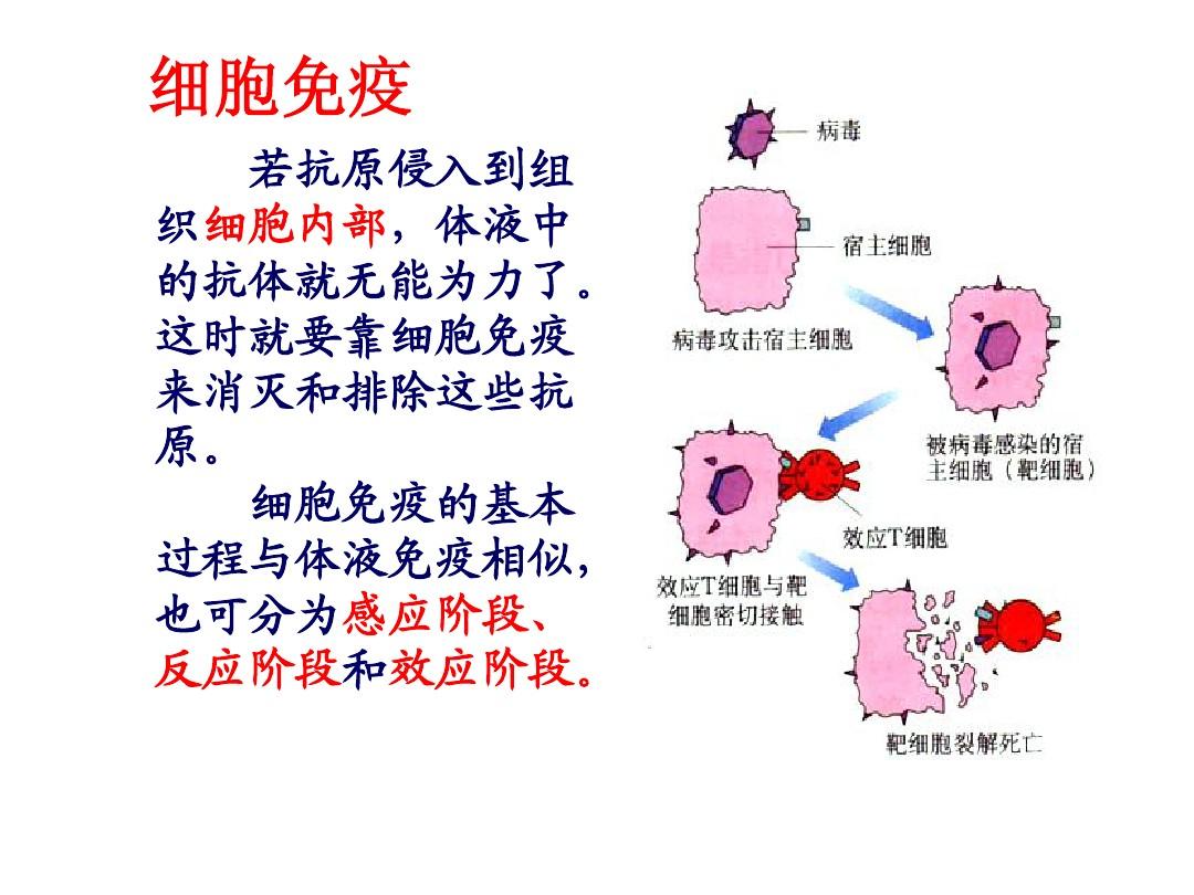 細胞膜抗原_細胞膜抗原功能_細胞膜抗原分化檢測結果分析