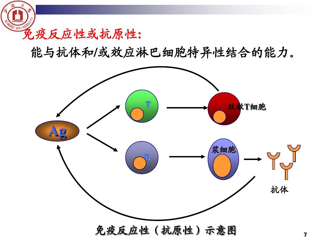 膜抗原是什么_細胞膜抗原_細胞膜抗原分化檢測結果分析