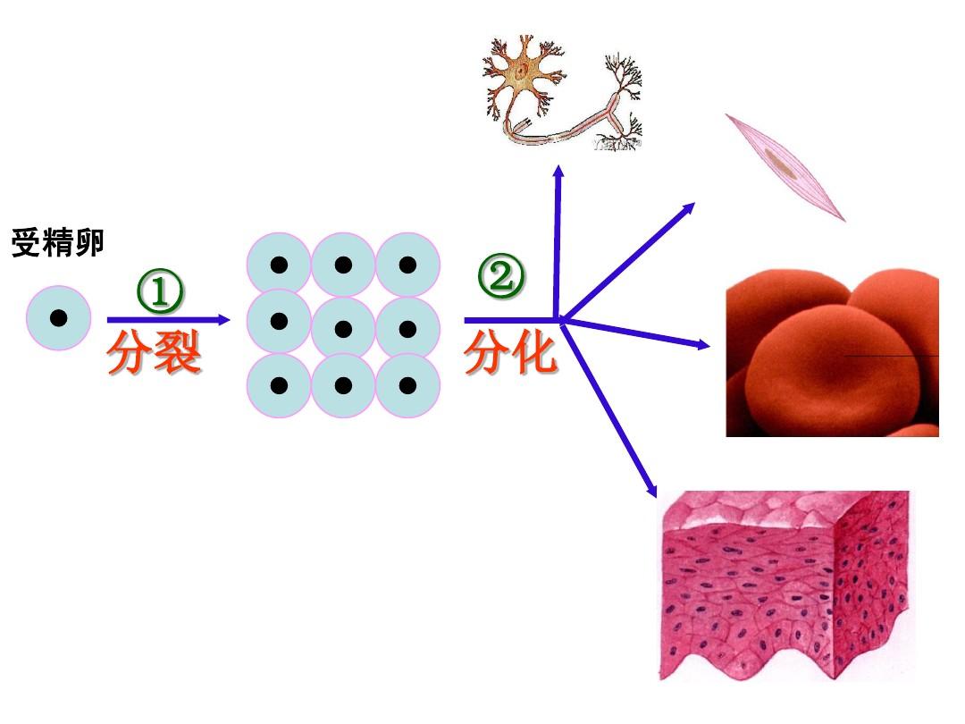 成像物理規(guī)律圖凸面鏡怎么畫_物理凸面鏡成像的性質(zhì)_物理凸面鏡成像規(guī)律圖