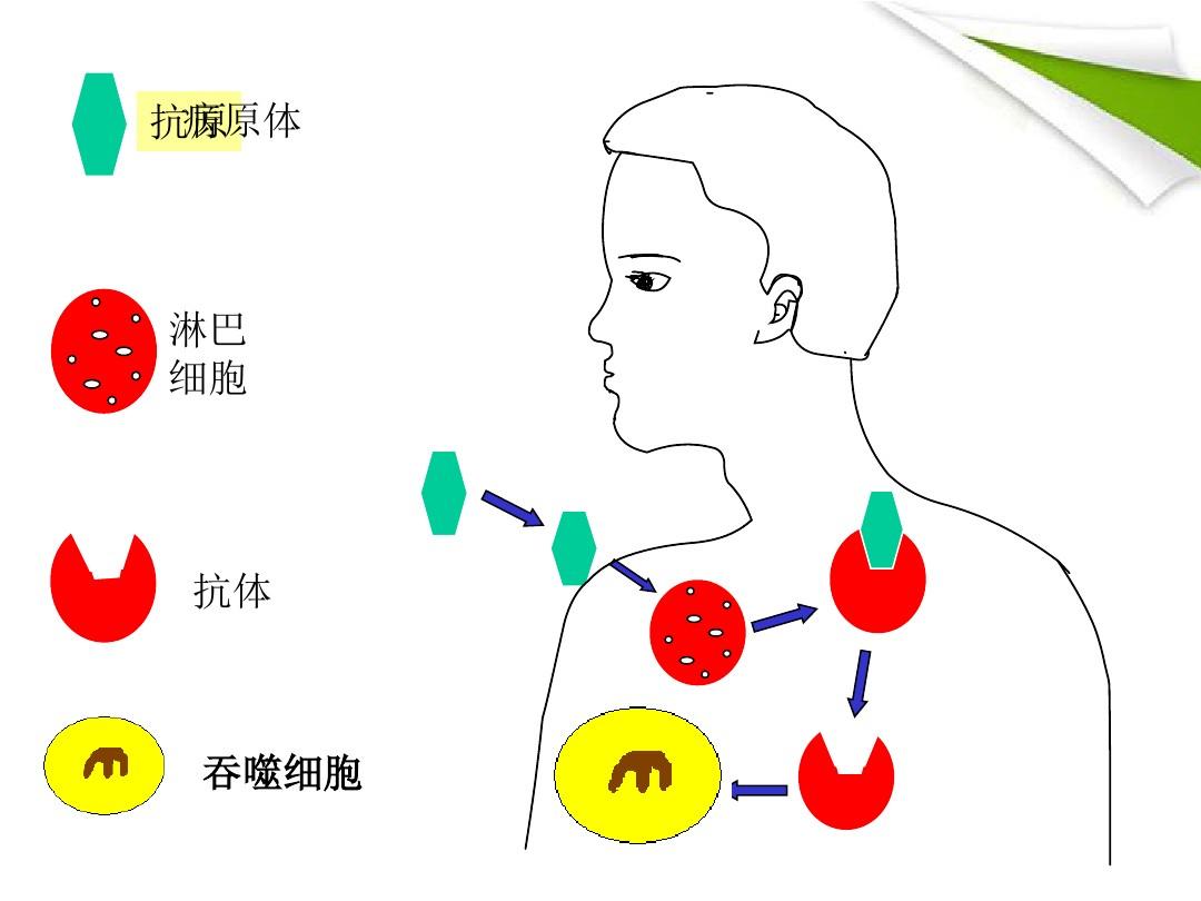細(xì)胞膜抗原_細(xì)胞膜抗原分化檢測(cè)結(jié)果分析_膜抗原是什么