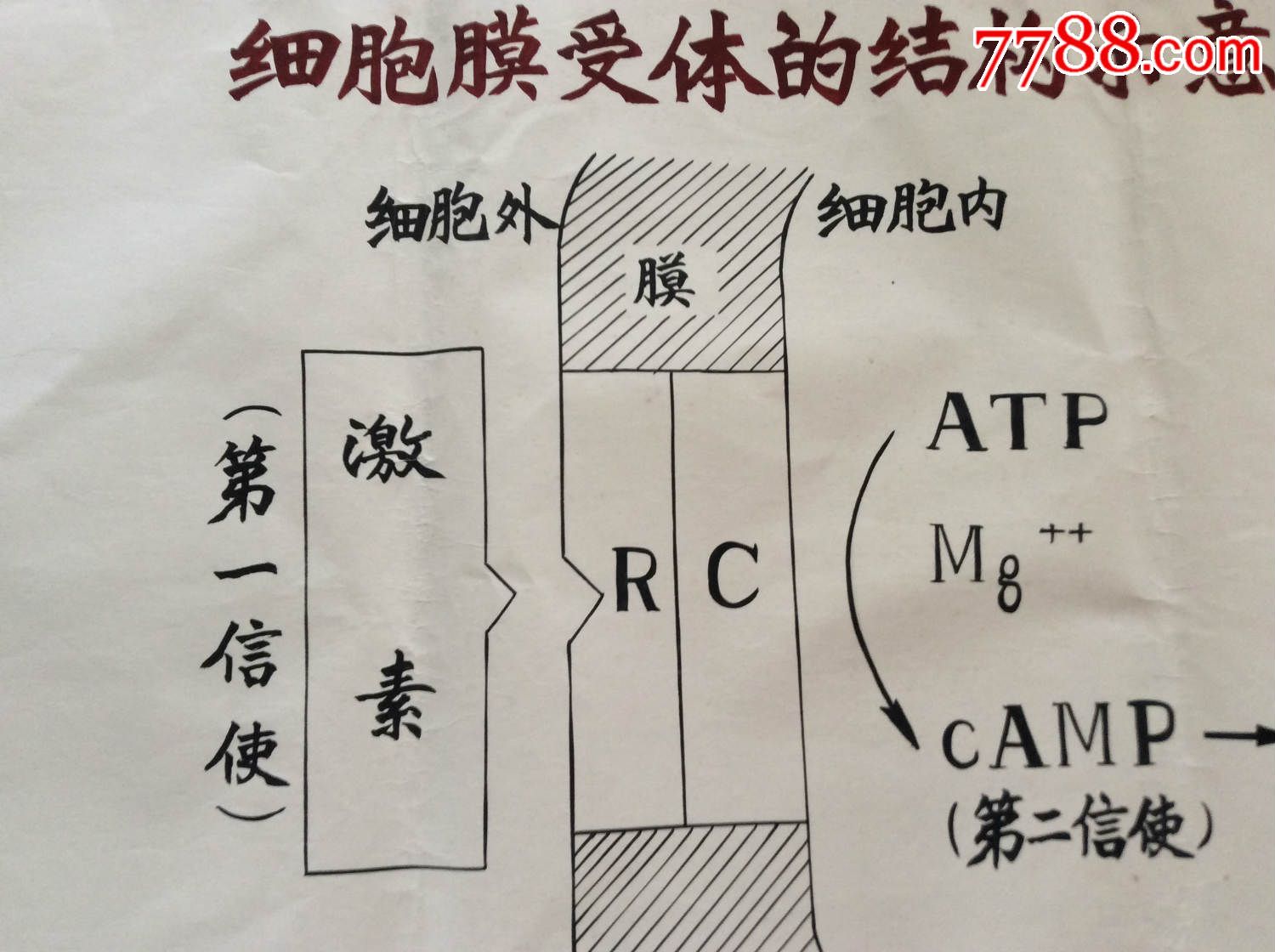 細胞膜色譜原理_細胞膜色譜_細胞膜色譜法的基本原理