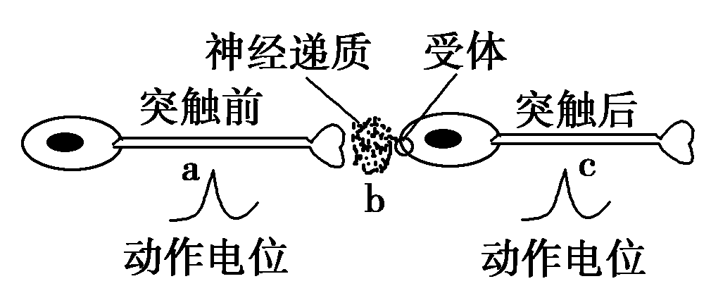 細胞膜內負電位向減小的方向變化稱為_細胞膜內的負電位減小_細胞膜電位減小稱為