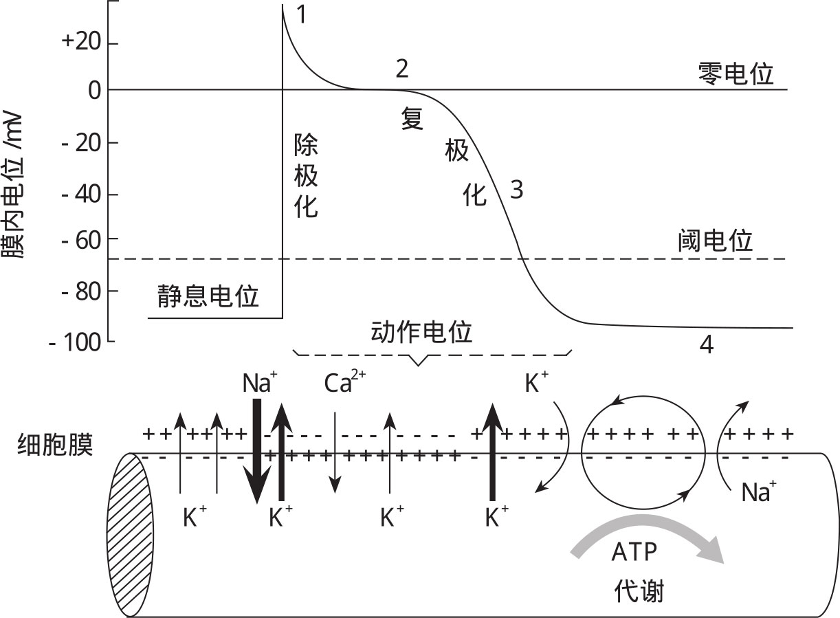 細胞膜內的負電位減小_膜內負電位減小稱為_細胞膜內負電位向減小的方向變化稱為