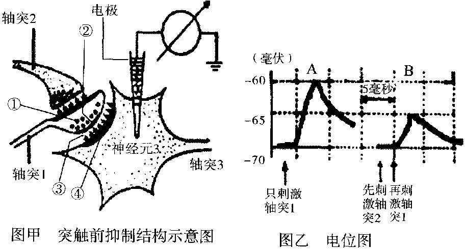 細胞膜內負電位向減小的方向變化稱為_細胞膜內的負電位減小_細胞膜內電位負值減小稱為