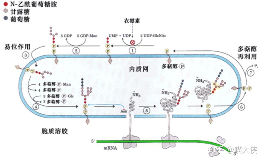 流動(dòng)鑲嵌模型是細(xì)胞膜嗎_細(xì)胞膜的流動(dòng)鑲嵌模型制作_細(xì)胞膜的流動(dòng)鑲嵌模型