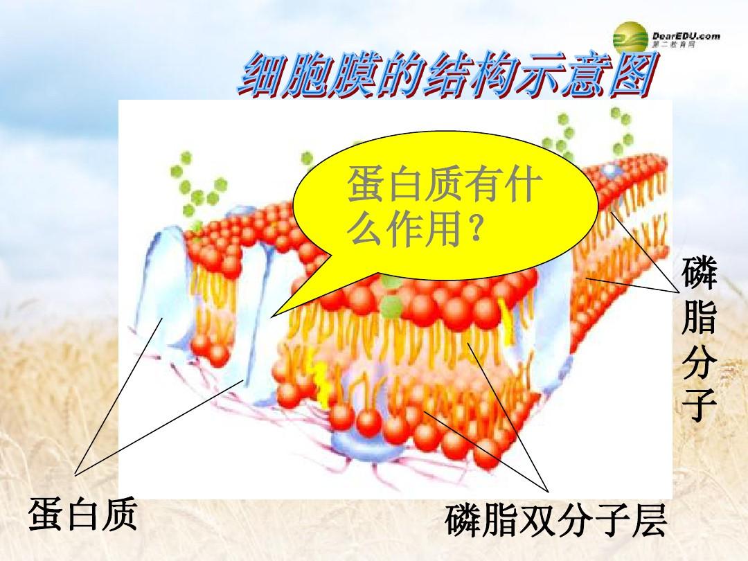 流動鑲嵌模型是細胞膜嗎_細胞膜的流動鑲嵌模型_細胞膜的流動鑲嵌模型制作