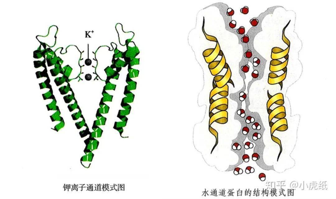 細胞膜處于極化狀態_膜細胞恢復極化狀態稱去極化嗎_細胞膜去極化后恢復到原來的狀態 稱為