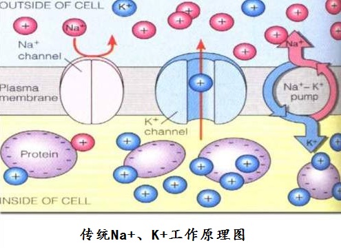 細胞膜片鉗_細胞膜片_細胞膜片鉗技術