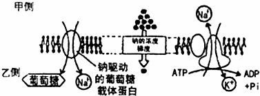 細胞膜穩態劑_穩定細胞膜_細胞膜穩定作用