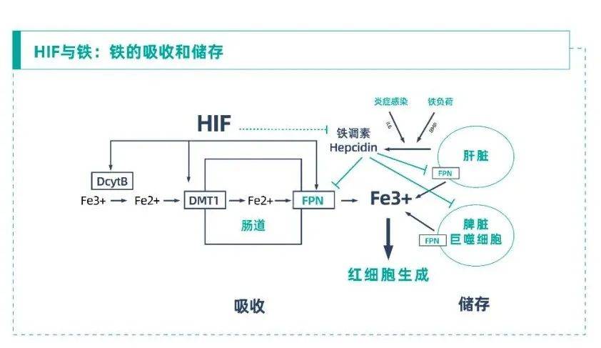 細(xì)胞膜穩(wěn)態(tài)劑的作用_細(xì)胞膜穩(wěn)定性_細(xì)胞膜穩(wěn)態(tài)劑