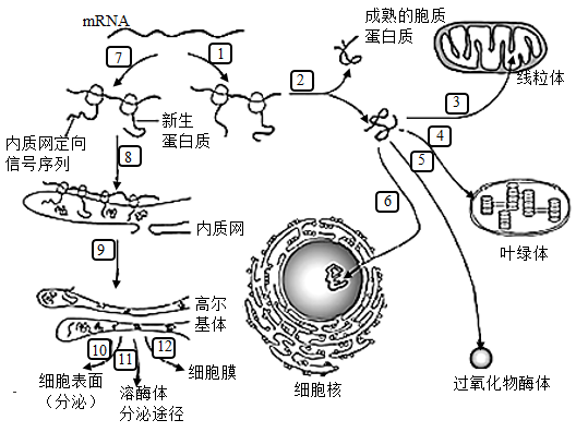 細胞膜結構圖_膜結構細胞器_構建細胞膜的結構模型