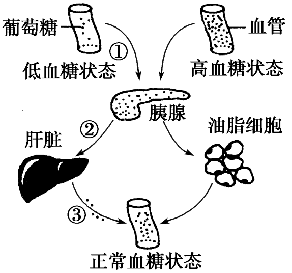 鈉離子通道阻滯劑_鈉離子通道阻滯藥_鈉離子通道阻滯劑作用機制