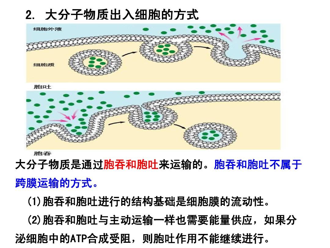 細胞膜流動性_細胞膜流動性定義_細胞膜流動性是指