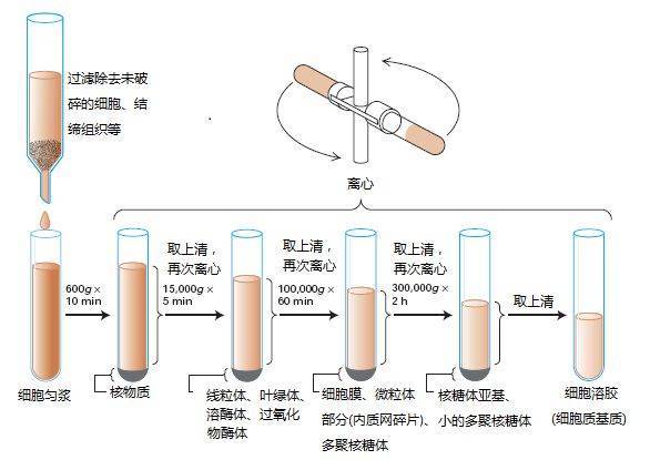 細(xì)胞膜色譜的優(yōu)點(diǎn)是_細(xì)胞膜色譜法的基本原理_細(xì)胞膜色譜